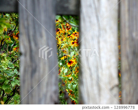 strange old scary wooden fence retro hedge strange old scary wooden fence retro hedge 128996778