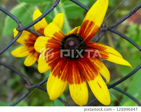 one yellow and orange flower in the garden green leaves close up 128996847