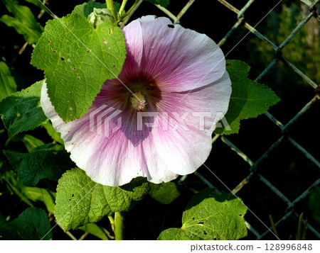 purple pastel pink hollyhock fmallow malva flower at garden green leaves purple pastel pink hollyhock fmallow malva flower at garden green leaves 128996848