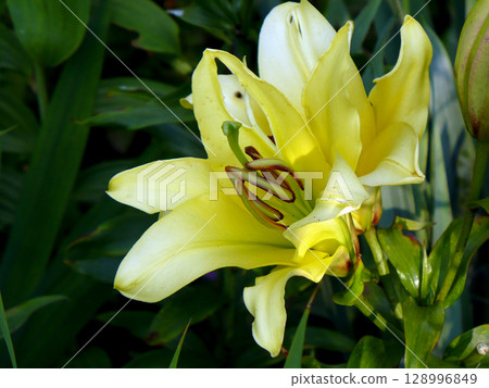one beautiful yellow lily flower on green background facing right one beautiful yellow lily flower on green background facing right 128996849