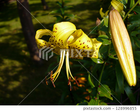 one beautiful yellow lily flower on green background facing right one beautiful yellow lily flower on green background facing right 128996855