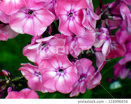 purple phlox flower violet pink many in garden 128996856