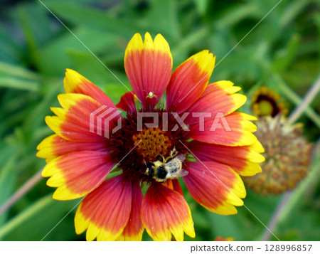 bee sits on a gailardia flower shot from above 128996857