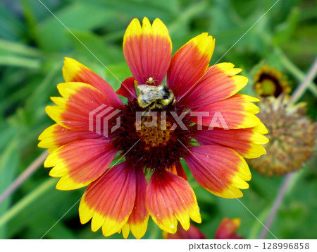 bee sits on a gailardia flower shot from above 128996858