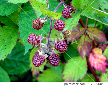 blackberry twig in the forest wild fruit blackberry twig in the forest wild fruit 128996859