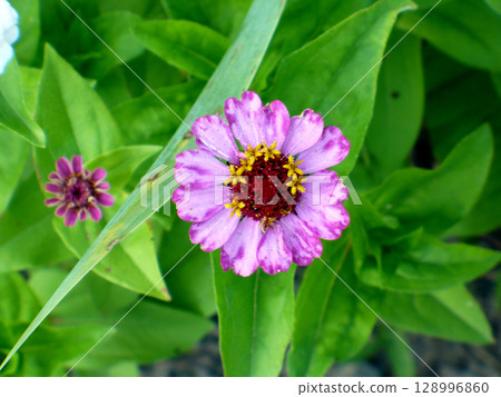 single purple zinnia flower beautiful 128996860