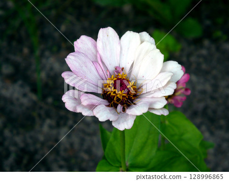 single purple zinnia flower beautiful single purple zinnia flower beautiful 128996865