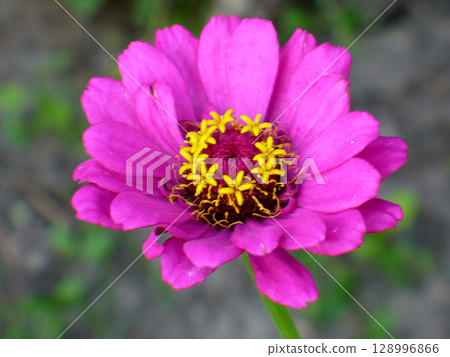 single purple zinnia flower beautiful 128996866