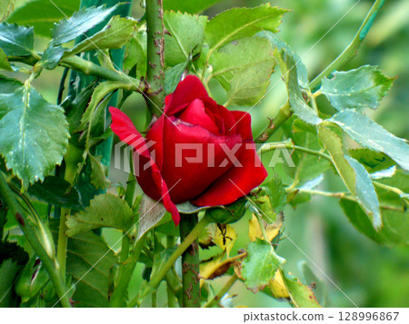 red rose in garden blowing 128996867