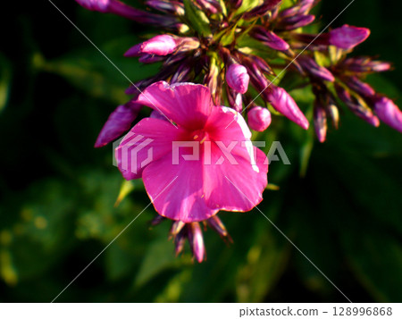 purple phlox flower violet pink many in garden 128996868