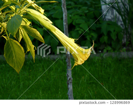 one beautiful yellow lily flower on green background facing right one beautiful yellow lily flower on green background facing right 128996869