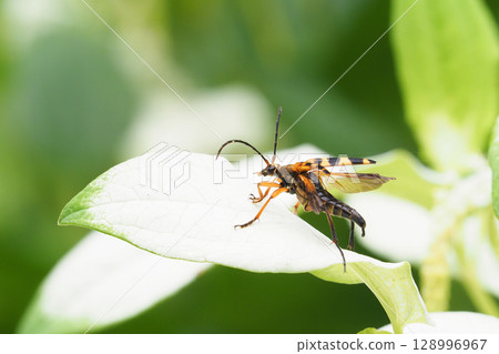 A four-striped longhorn beetle just before taking off from a Chinese lantern plant A four-striped longhorn beetle just before taking off from a Chinese lantern plant 128996967
