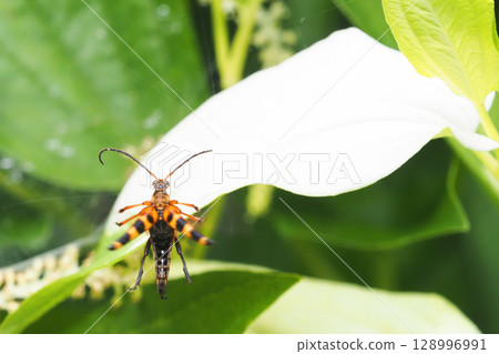 A four-striped longhorn beetle flew to a Japanese lantern plant. 128996991
