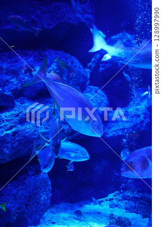 8101 水族館 小笠原海 128997990