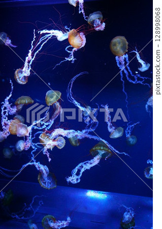 8101 Aquarium Pacific Sea Nettle 8101 Aquarium Pacific Sea Nettle 128998068