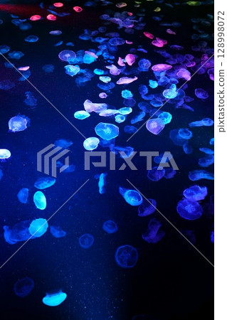 8104 Aquarium Moon Jellyfish 128998072