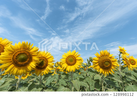 Sunflowers in full bloom. Sunflower fields in Yamamoto Town, Miyagi Prefecture (2025 Yamamoto Sunflower Festival). Yamamoto Town, Miyagi Prefecture. Sunflowers in full bloom. Sunflower fields in Yamamoto Town, Miyagi Prefecture (2025 Yamamoto Sunflower Festival). Yamamoto Town, Miyagi Prefecture. 128998112