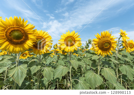 Sunflowers in full bloom. Sunflower fields in Yamamoto Town, Miyagi Prefecture (2025 Yamamoto Sunflower Festival). Yamamoto Town, Miyagi Prefecture. 128998113