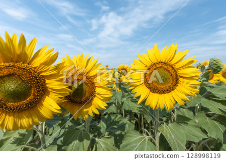 Sunflowers in full bloom. Sunflower fields in Yamamoto Town, Miyagi Prefecture (2025 Yamamoto Sunflower Festival). Yamamoto Town, Miyagi Prefecture. 128998119