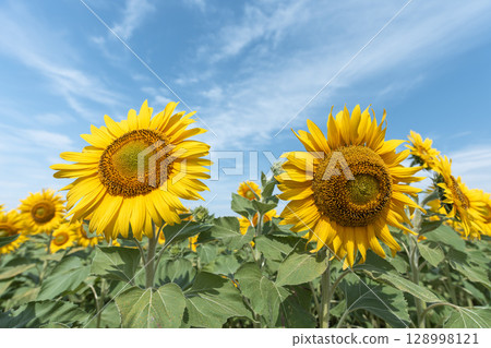 盛開的向日葵。宮城縣山本町的向日葵田（2025年山本向日葵節）。宮城縣山本町。 128998121