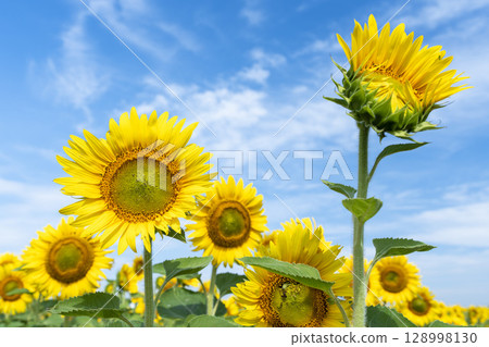Sunflowers in full bloom. Sunflower fields in Yamamoto Town, Miyagi Prefecture (2025 Yamamoto Sunflower Festival). Yamamoto Town, Miyagi Prefecture. Sunflowers in full bloom. Sunflower fields in Yamamoto Town, Miyagi Prefecture (2025 Yamamoto Sunflower Festival). Yamamoto Town, Miyagi Prefecture. 128998130