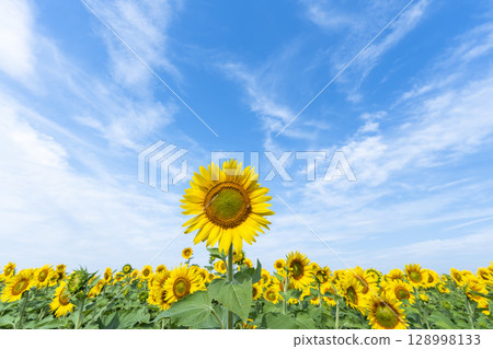 Sunflowers in full bloom. Sunflower fields in Yamamoto Town, Miyagi Prefecture (2025 Yamamoto Sunflower Festival). Yamamoto Town, Miyagi Prefecture. Sunflowers in full bloom. Sunflower fields in Yamamoto Town, Miyagi Prefecture (2025 Yamamoto Sunflower Festival). Yamamoto Town, Miyagi Prefecture. 128998133