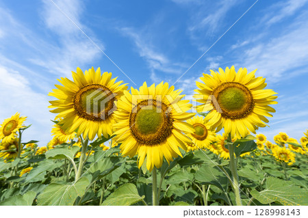 盛開的向日葵。宮城縣山本町的向日葵田（2025年山本向日葵節）。宮城縣山本町。 128998143