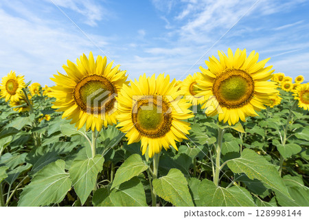 盛開的向日葵。宮城縣山本町的向日葵田（2025年山本向日葵節）。宮城縣山本町。 128998144