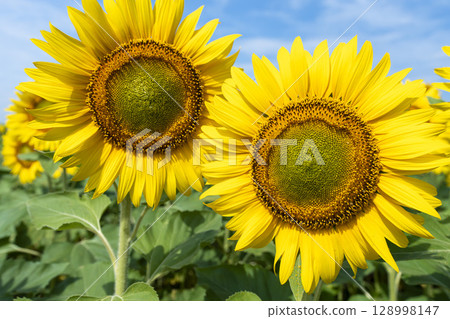 盛開的向日葵。宮城縣山本町的向日葵田（2025年山本向日葵節）。宮城縣山本町。 128998147