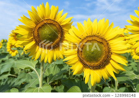 盛開的向日葵。宮城縣山本町的向日葵田（2025年山本向日葵節）。宮城縣山本町。 128998148