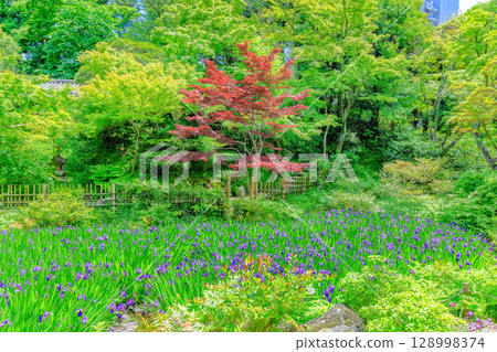 東京港區南青山根津美術館花園,綠樹成蔭,景色宜人 東京港區南青山根津美術館花園,綠樹成蔭,景色宜人 128998374