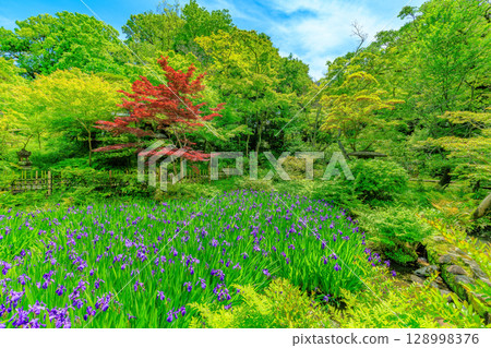 Tokyo Minato-ku Minamiaoyama Nezu Museum garden with beautiful fresh greenery 128998376