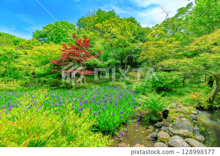 Tokyo Minato-ku Minamiaoyama Nezu Museum garden with beautiful fresh greenery 128998377
