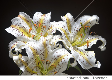 背景素材:百合花 背景素材:百合花 128998530