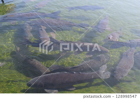 Koi swimming in the pond 128998547