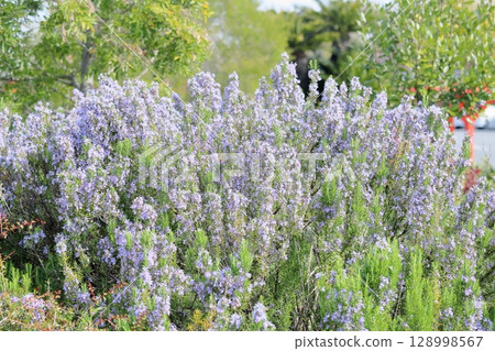 Rosemary flowers in full bloom 128998567