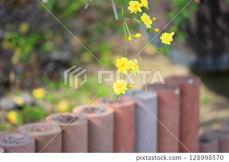 可愛的迎春花 128998570