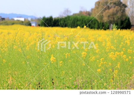 盛開的強姦盛開 128998571