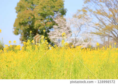 盛開的強姦盛開 128998572