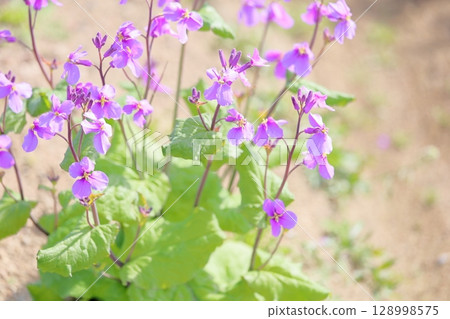 Refreshing purple flower Refreshing purple flower 128998575