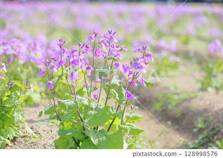 Refreshing purple flower 128998576