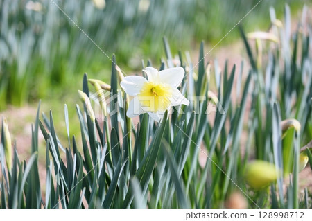 Refreshing daffodil flowers 128998712