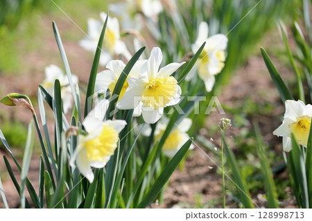 Refreshing daffodil flowers 128998713
