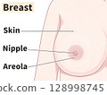 Female breasts: Easy-to-understand English illustrations Female breasts: Easy-to-understand English illustrations 128998745