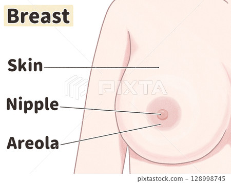 女性乳房：簡單易懂的英文插圖 128998745
