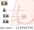 Female breasts: Easy-to-understand Japanese illustrations Female breasts: Easy-to-understand Japanese illustrations 128998746