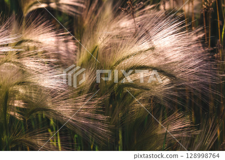 golden feather grass sways gently in breeze under vibrant summer sunset. closeup. golden feather grass sways gently in breeze under vibrant summer sunset. closeup. 128998764
