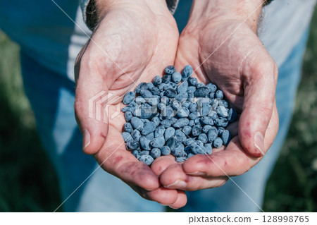 harvesting ripe honeysuckle berries during sunny summer day in countryside. closeup. 128998765