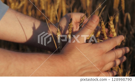 person holding bunch wheat hands. wheat brown dry. person standing field, Tablet-based decisions wheat farming, Boosting wheat yields digital insights, Optimizing harvests tablet technology, Farmer person holding bunch wheat hands. wheat brown dry. person standing field, Tablet-based decisions wheat farming, Boosting wheat yields digital insights, Optimizing harvests tablet technology, Farmer 128998790