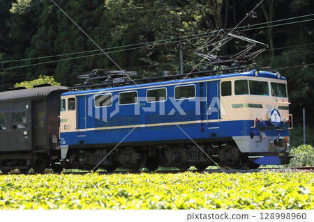 The Oigawa Railway E31-type Blue Train Express runs leisurely through the Shizuoka specialty tea fields. Photographed on July 20, 2025 128998960